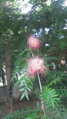 Calliandra surinamensis