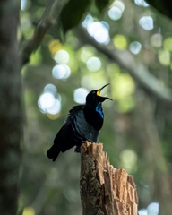 Ptiloris victoriae