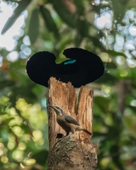 Ptiloris victoriae