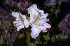 Rhododendron veitchianum