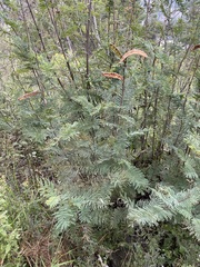Calliandra houstoniana