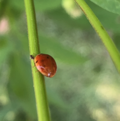 Harmonia axyridis