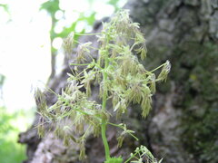 Thalictrum confine