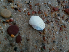Cerastoderma