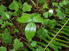 Trillium ovatum ovatum
