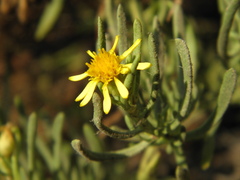 Limbarda crithmoides