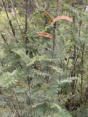 Calliandra houstoniana