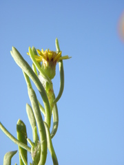 Limbarda crithmoides