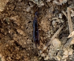 Euborellia annulipes