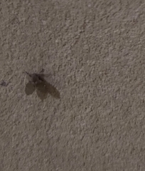 Clogmia albipunctata