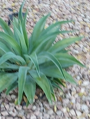 Agave