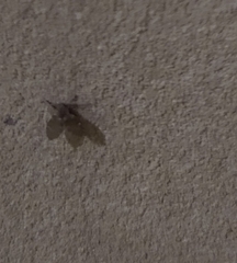 Clogmia albipunctata