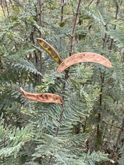 Calliandra houstoniana