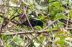 Cyanoloxia cyanoides