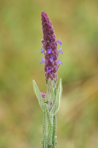 Nepeta tuberosa, photograph 3