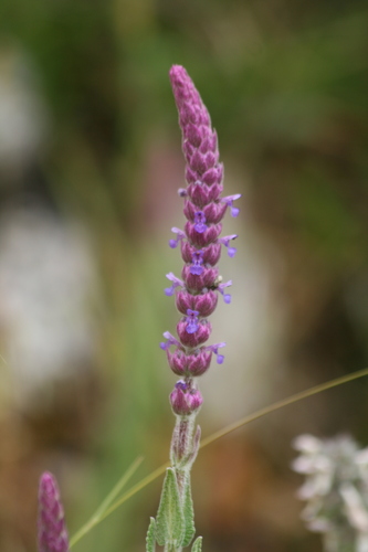 Nepeta tuberosa, photograph 4