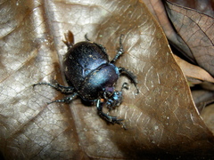 Enoplotrupes sharpi