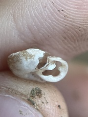 Triodopsis hopetonensis