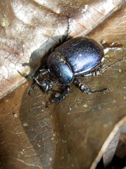 Enoplotrupes sharpi