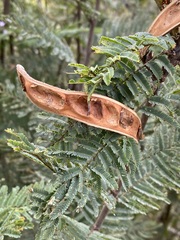 Calliandra houstoniana