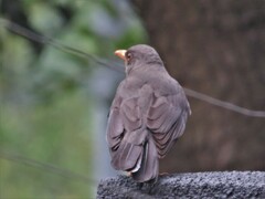 Turdus smithi