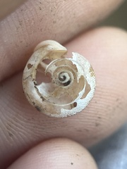 Triodopsis hopetonensis