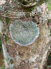 Cryptothecia striata