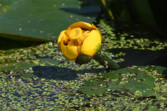 Nuphar variegata
