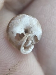 Triodopsis hopetonensis