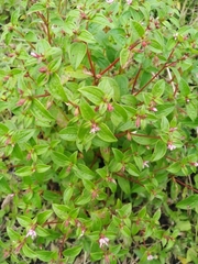 Cuphea carthagenensis