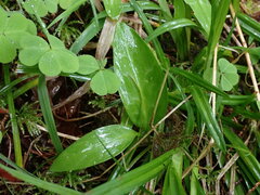 Erythronium revolutum