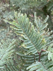 Calliandra houstoniana