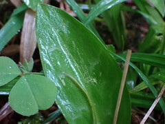 Erythronium revolutum