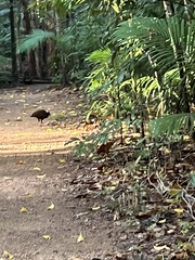 Megapodius reinwardt