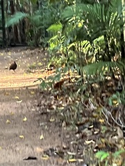 Megapodius reinwardt