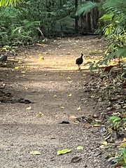 Megapodius reinwardt