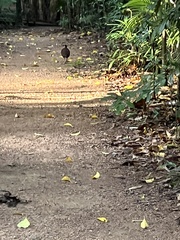 Megapodius reinwardt