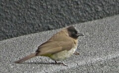 Pycnonotus barbatus layardi