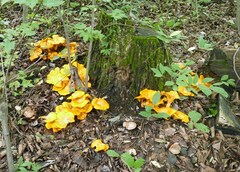 Omphalotus subilludens