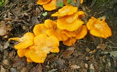 Omphalotus subilludens