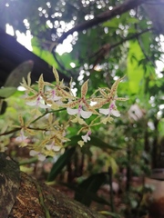 Epidendrum stamfordianum image