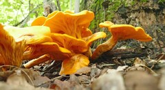 Omphalotus subilludens