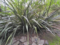 Dasylirion berlandieri