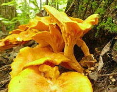 Omphalotus subilludens