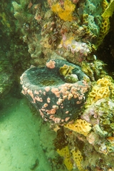 Lunella undulata