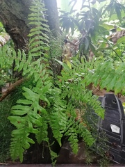Nephrolepis exaltata