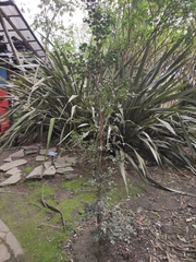 Dasylirion berlandieri