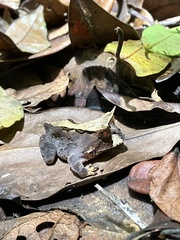 Proceratophrys renalis