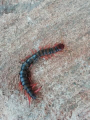 Scolopendra