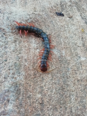 Scolopendra